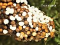 Trichia varia-amf1837